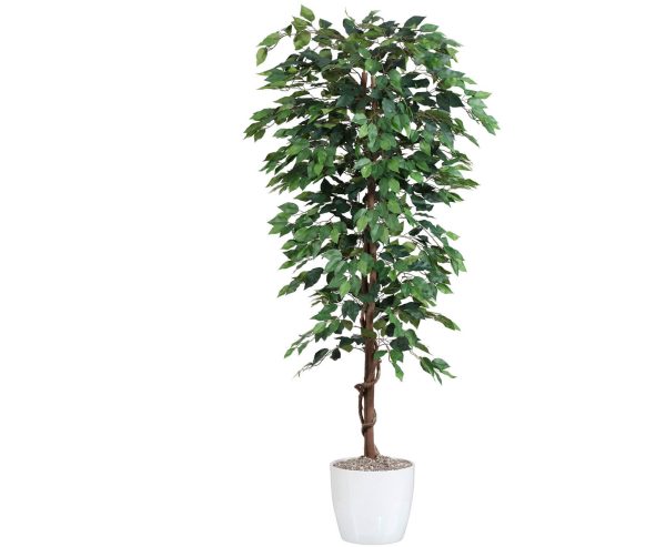 Ficus Benjamini 180 cm (1.008 blade)