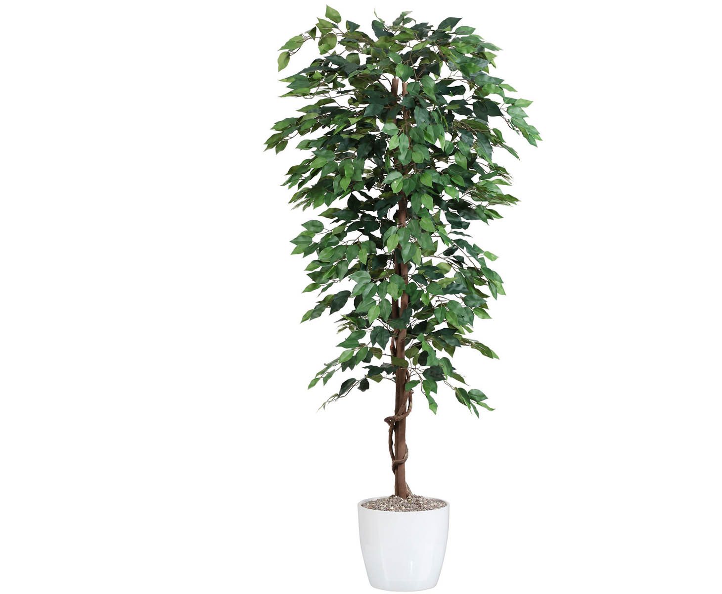 Billede af Ficus Benjamini 180 cm (1.008 blade)