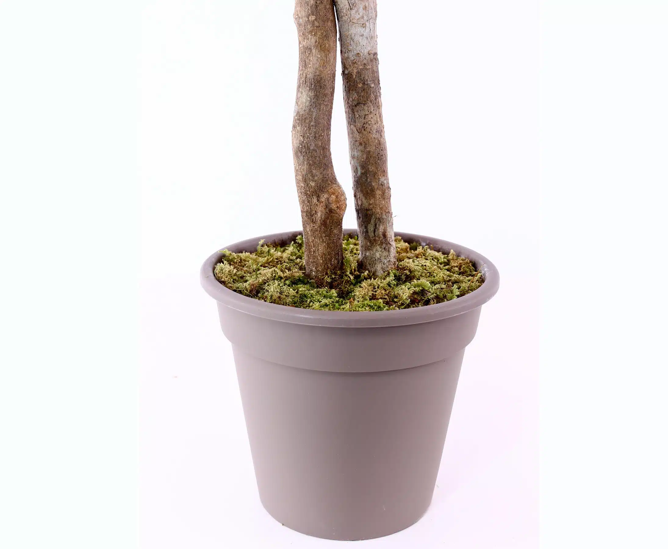 Oliventræ 125 cm (960 blade), produktbillede 9 af 23, Kunstige planter & træer hos HomeNordic