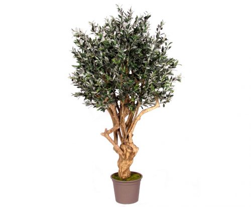 Oliventræ 200 cm (6.936 blade)