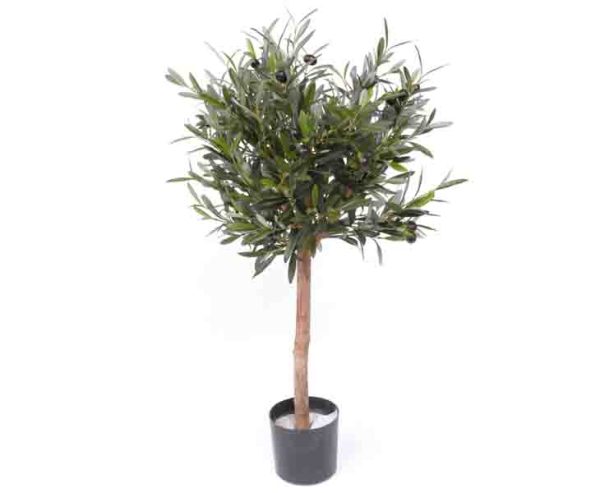 Oliventræ 75 cm