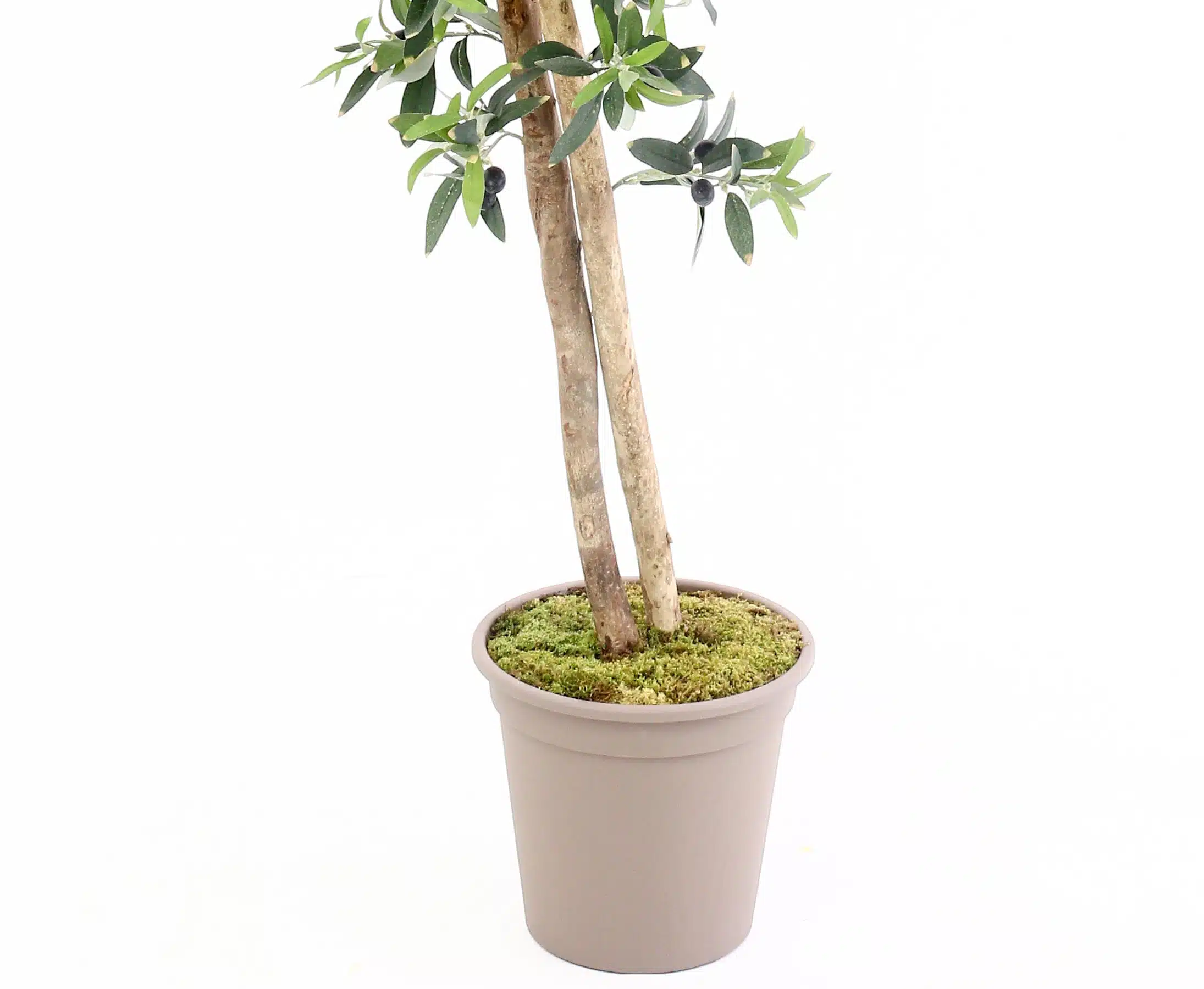 Oliventræ 150 cm (1.536 blade), produktbillede 9 af 24, Kunstige planter & træer hos HomeNordic