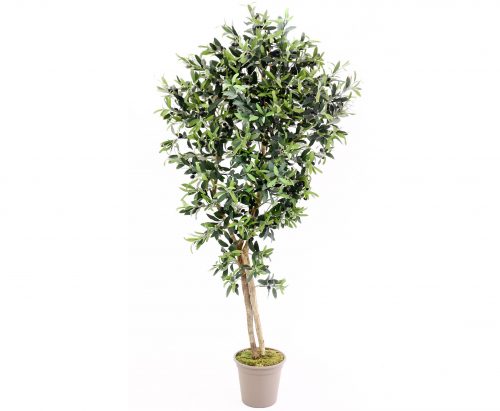 Oliventræ 150 cm (1.536 blade)