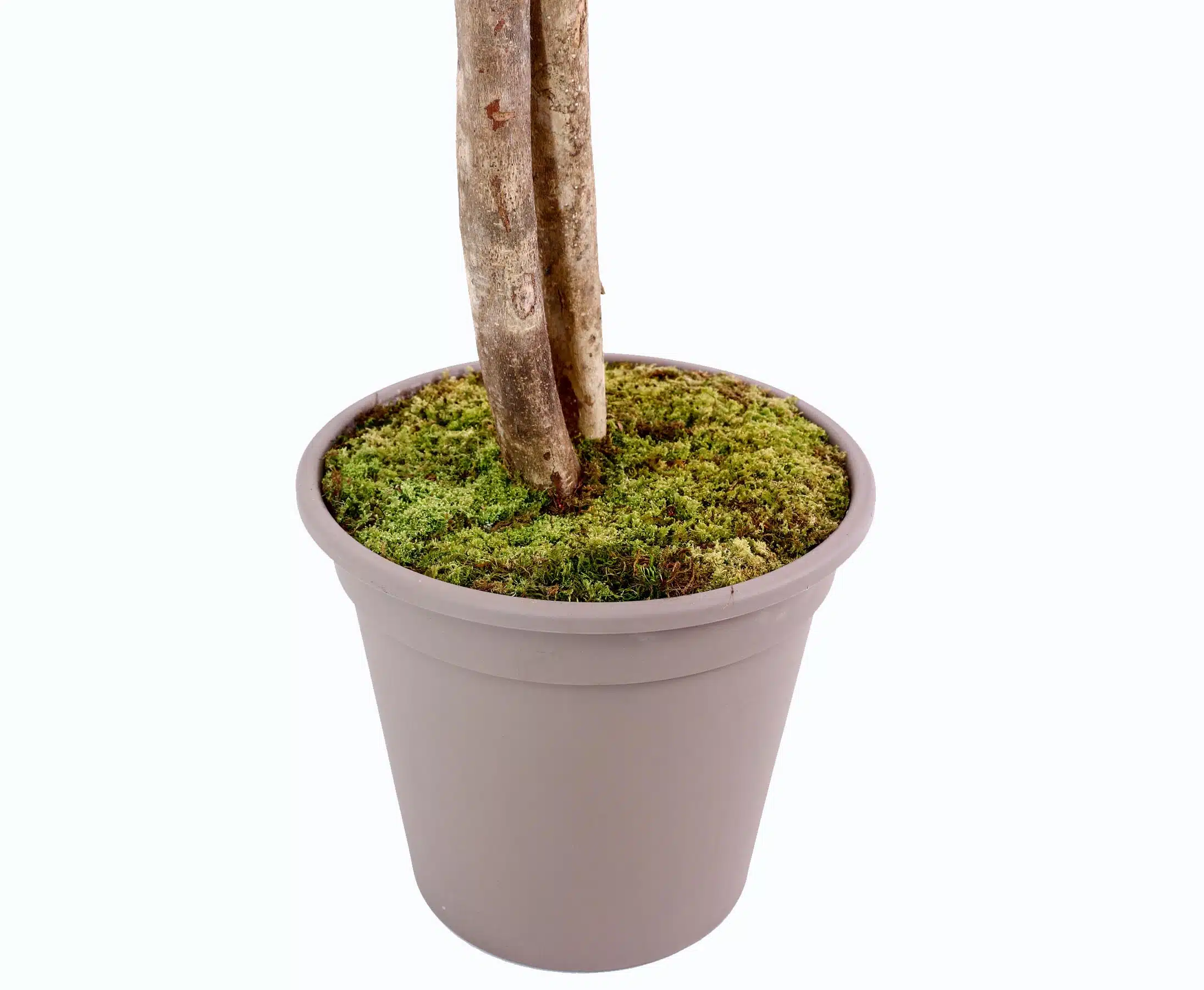 Oliventræ 150 cm (1.536 blade), produktbillede 8 af 24, Kunstige planter & træer hos HomeNordic