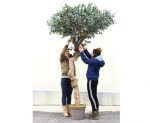 Oliventræ 275 cm med tyk stamme (9.600 blade)