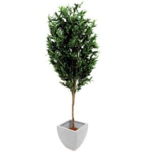 Oliventræ 200 cm