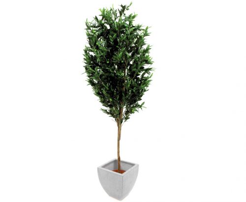 Oliventræ 200 cm (3.456 blade)
