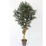 Oliventræ 200 cm med tyk stamme (3.456 blade)