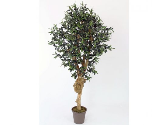 200 cm oliventræ