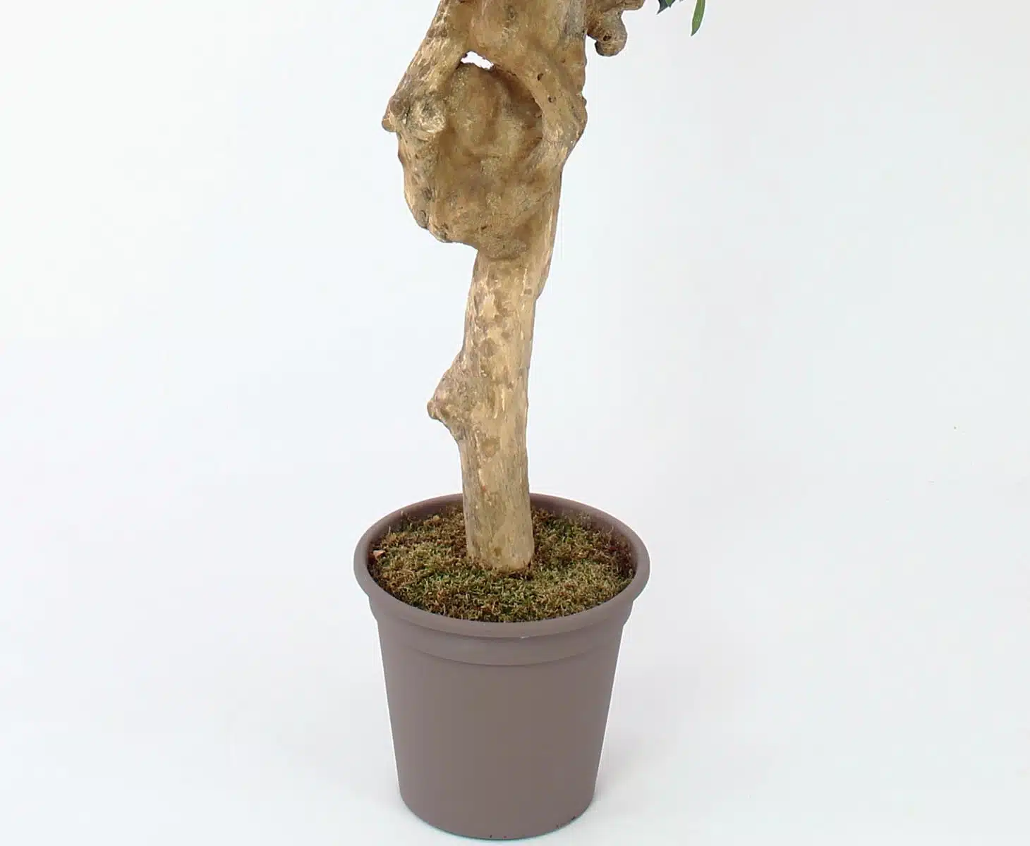 Oliventræ 200 cm med tyk stamme (3.456 blade), produktbillede 8 af 24, Kunstige planter & træer hos HomeNordic