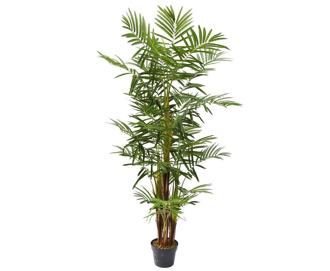 Areca palme 160 cm med 25 palmeblade - flerstammet