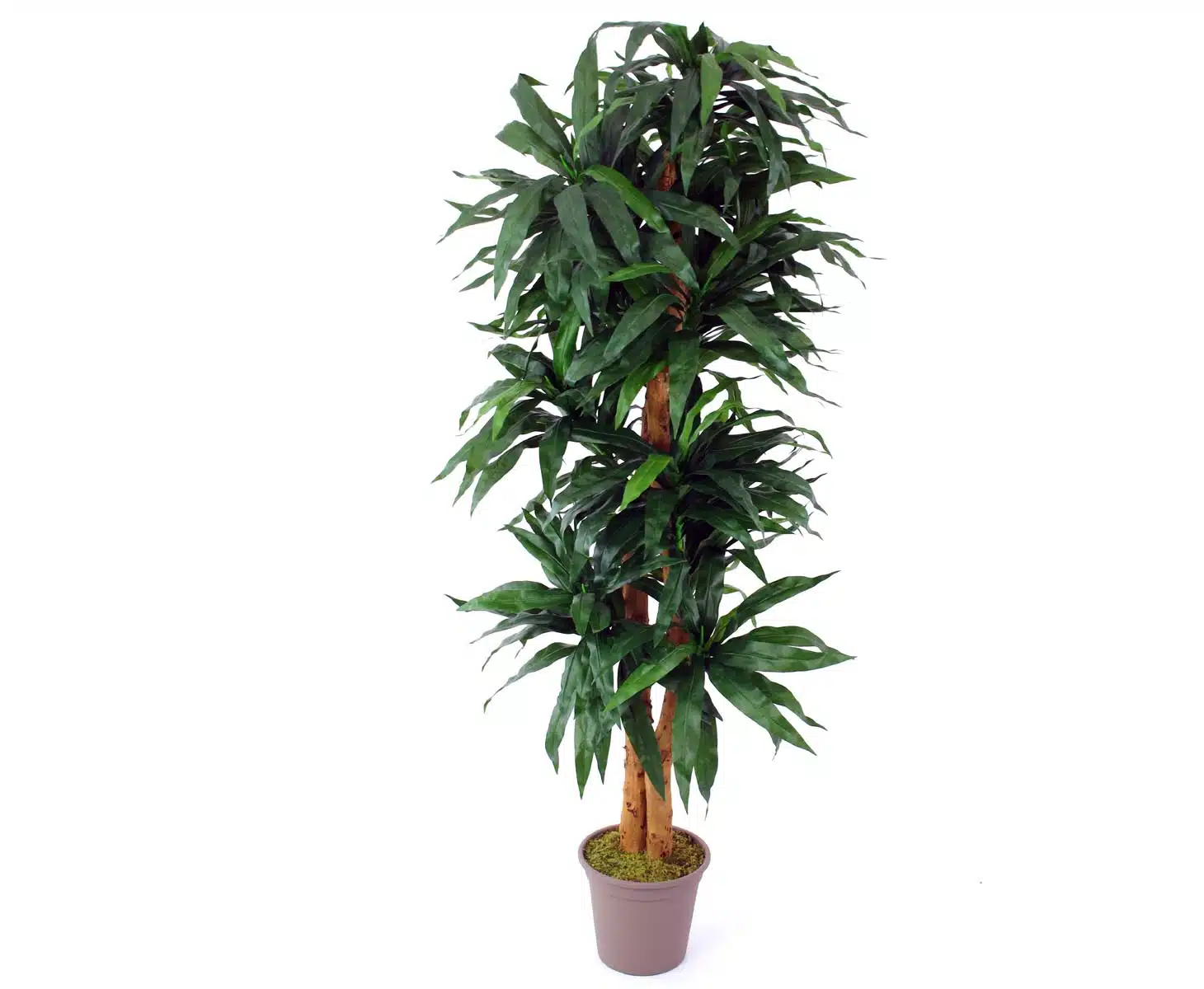 Dracena palme 150 cm med 210 blade, produktbillede 6 af 23, Kunstige planter & træer hos HomeNordic