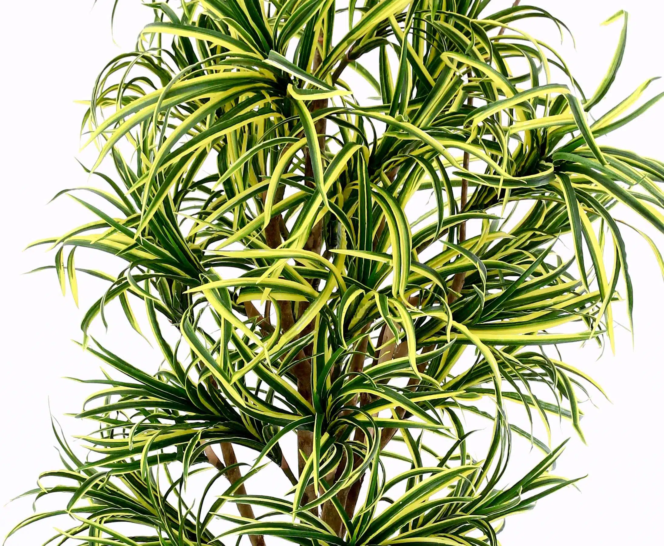 Dracena palme 150 cm med 560 blade, produktbillede 12 af 24, Kunstige planter & træer hos HomeNordic