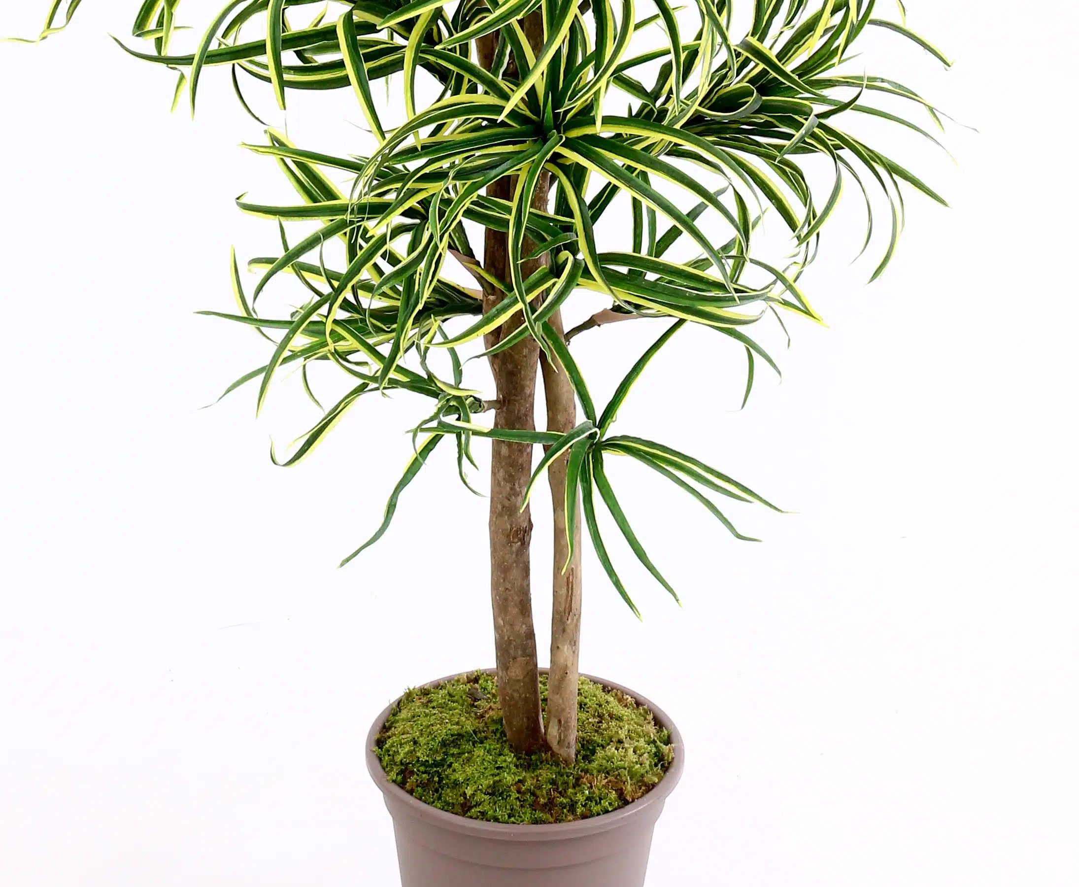 Dracena palme 150 cm med 560 blade, produktbillede 8 af 24, Kunstige planter & træer hos HomeNordic