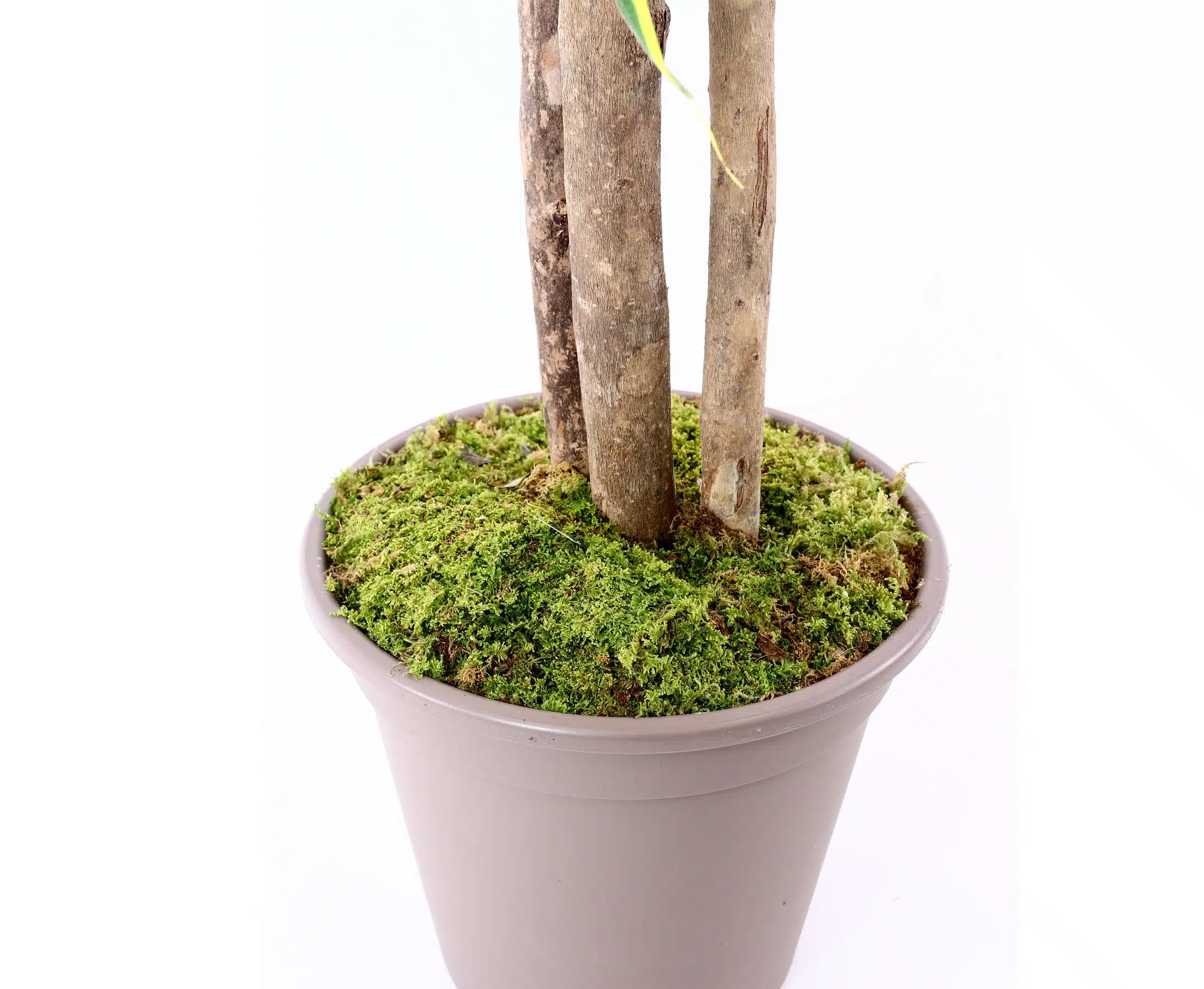 Dracena palme 150 cm med 560 blade, produktbillede 11 af 24, Kunstige planter & træer hos HomeNordic