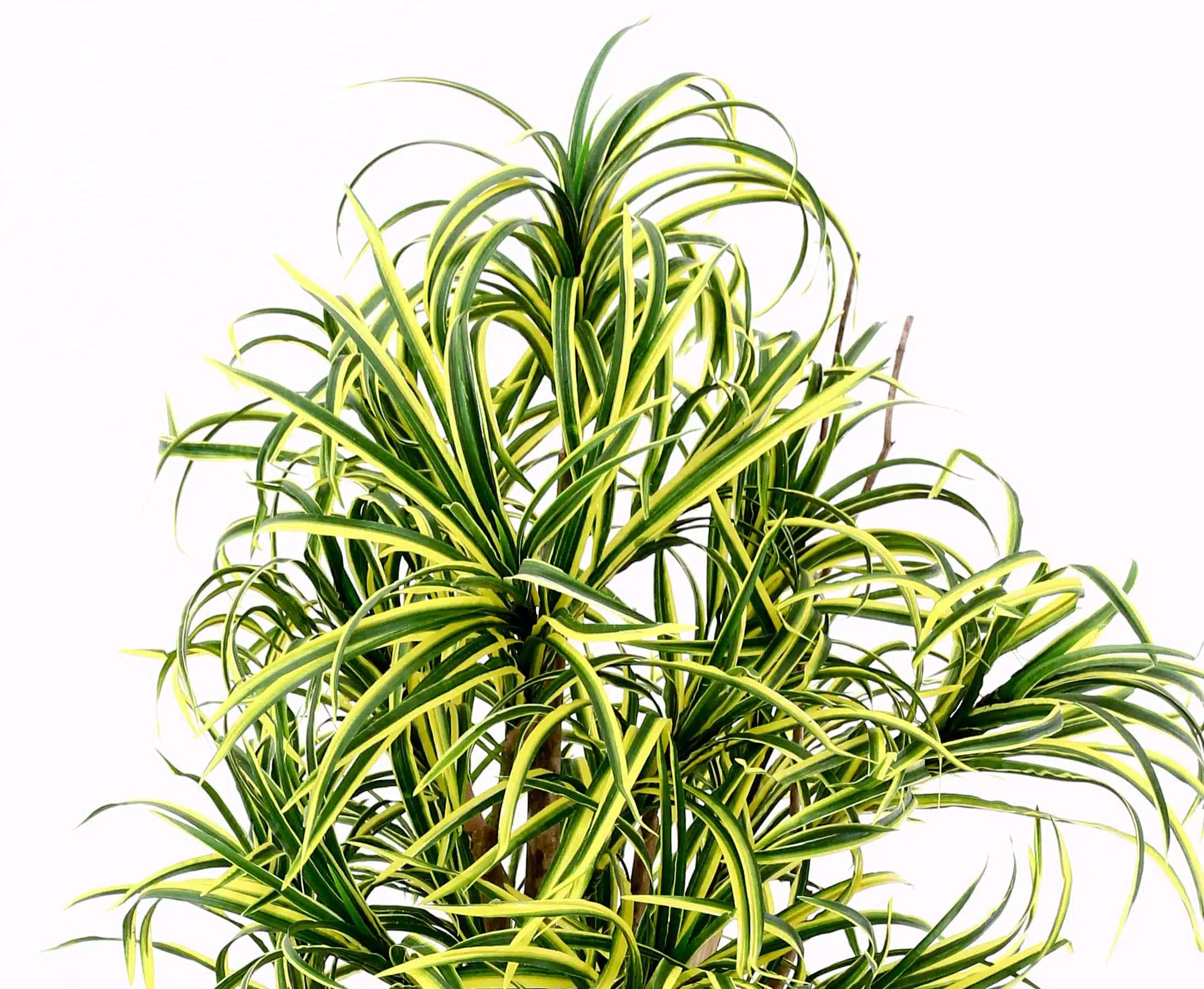 Dracena palme 150 cm med 560 blade, produktbillede 10 af 24, Kunstige planter & træer hos HomeNordic