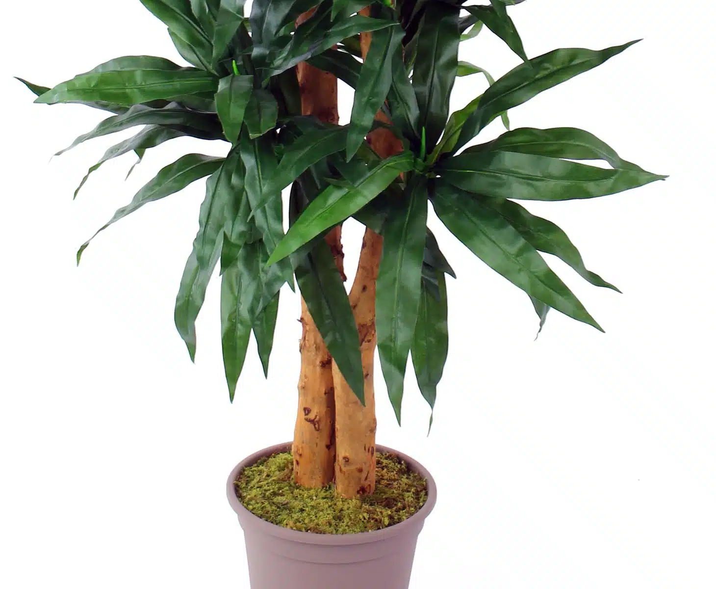 Dracena palme 150 cm med 210 blade, produktbillede 7 af 23, Kunstige planter & træer hos HomeNordic