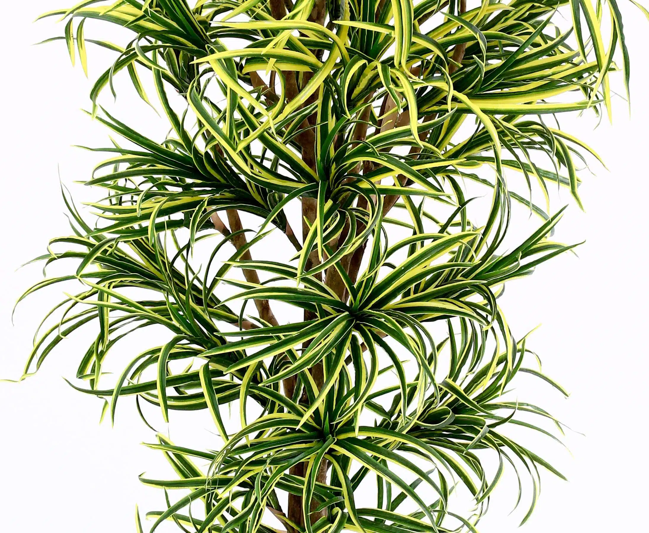 Dracena palme 150 cm med 560 blade, produktbillede 9 af 24, Kunstige planter & træer hos HomeNordic
