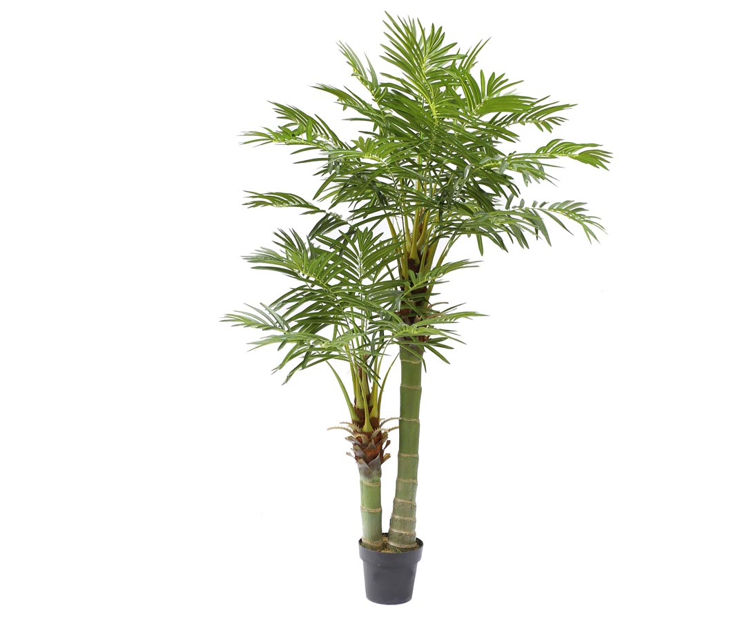 Arecapalme 170 cm med 2 stammer og 33 palmeblade