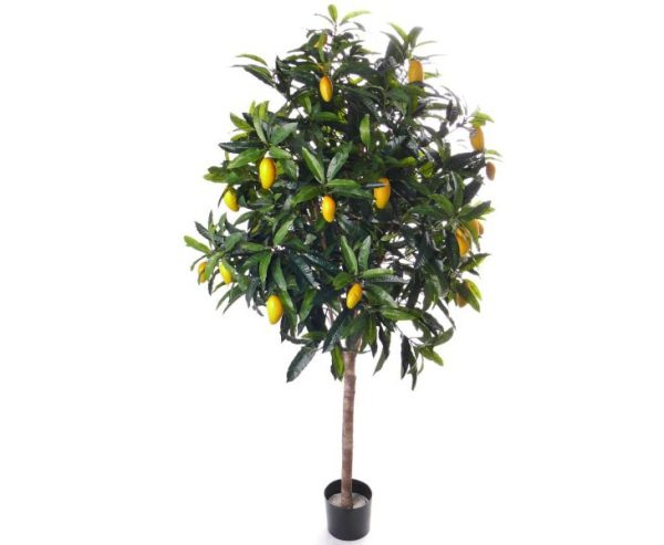 mangotræ