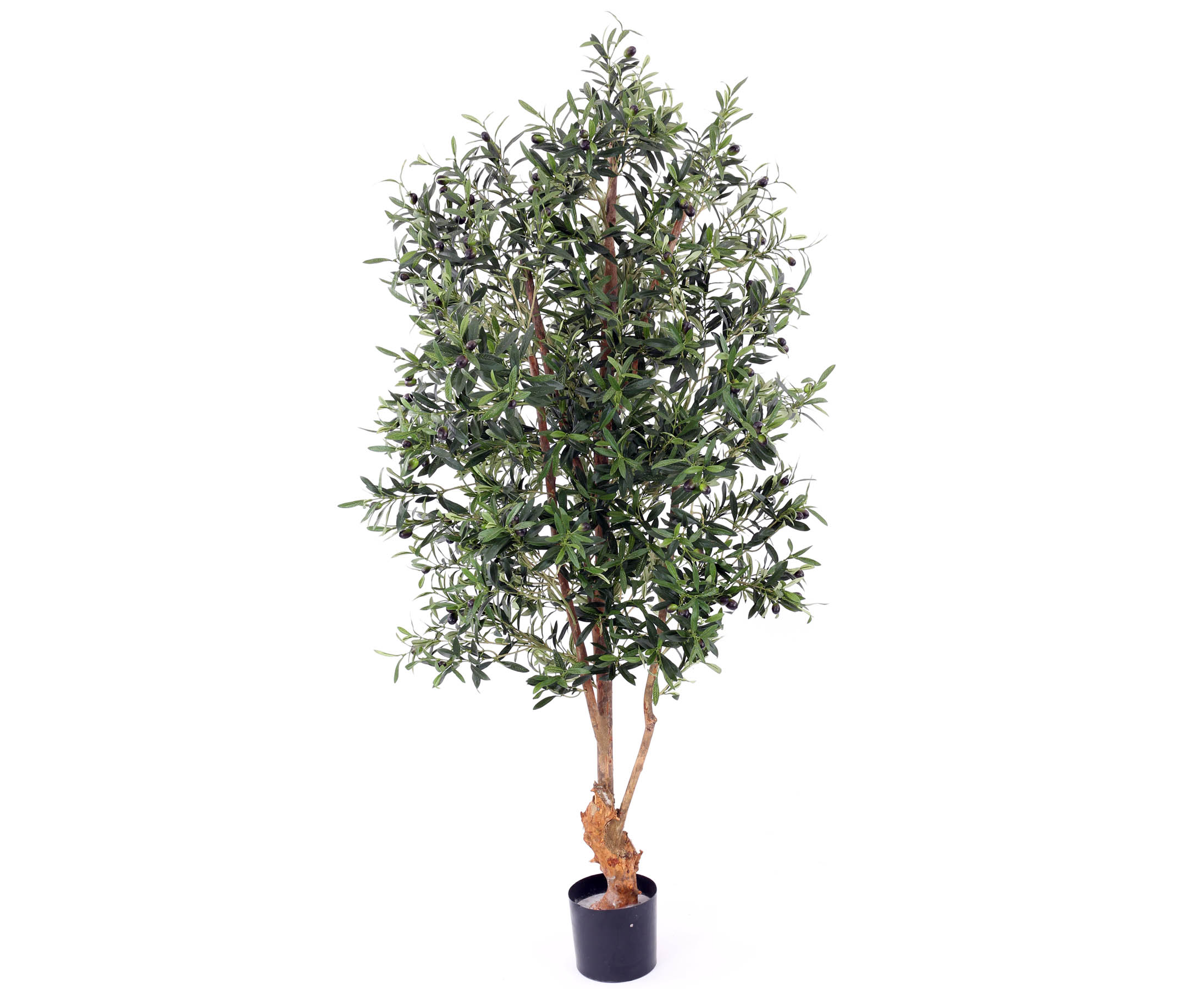 Oliventræ 170 cm med frugter (4.160 blade)