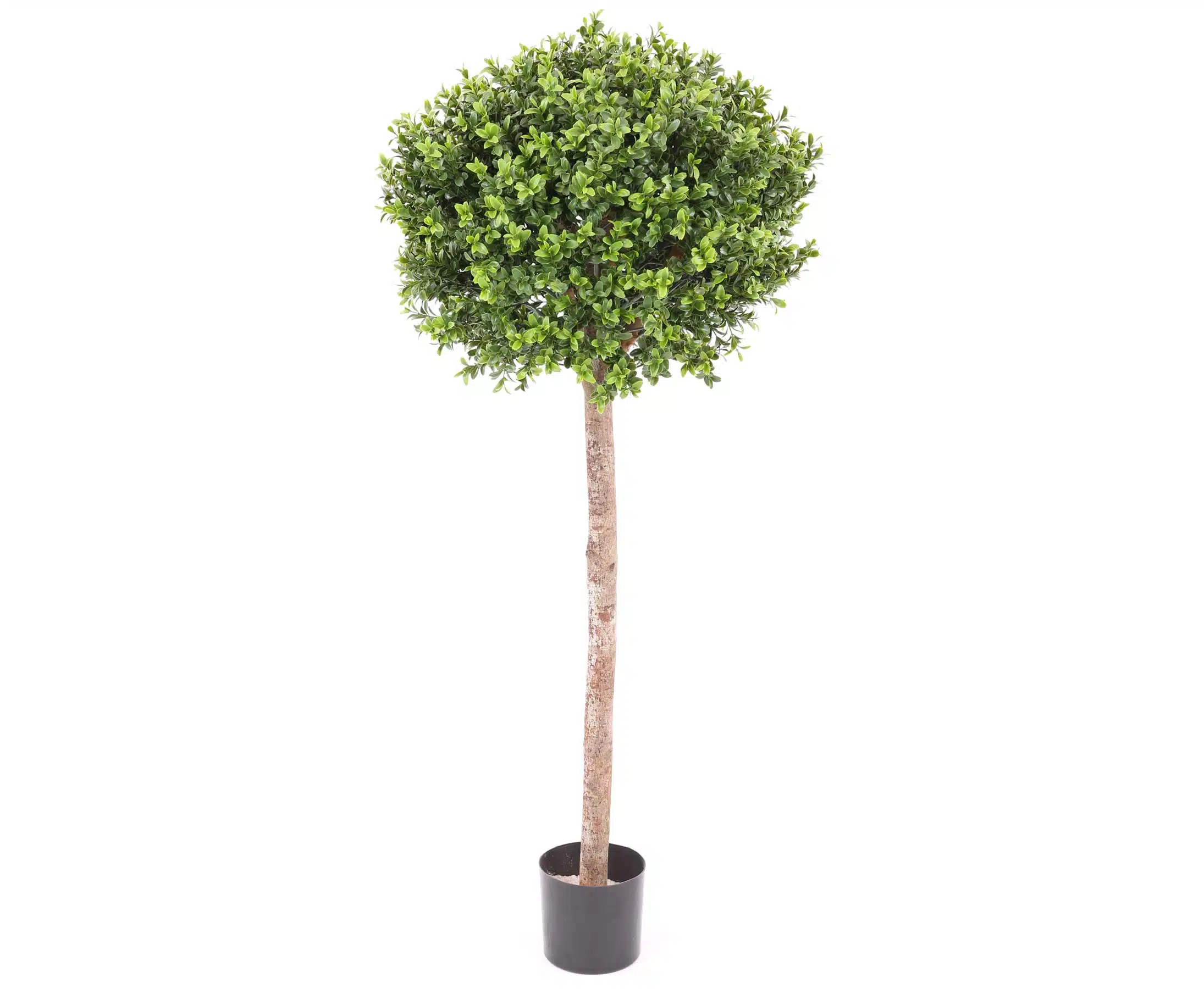 Buksbum kugleform 120 cm høj Ø40, produktbillede 6 af 24, Kunstige planter & træer hos HomeNordic