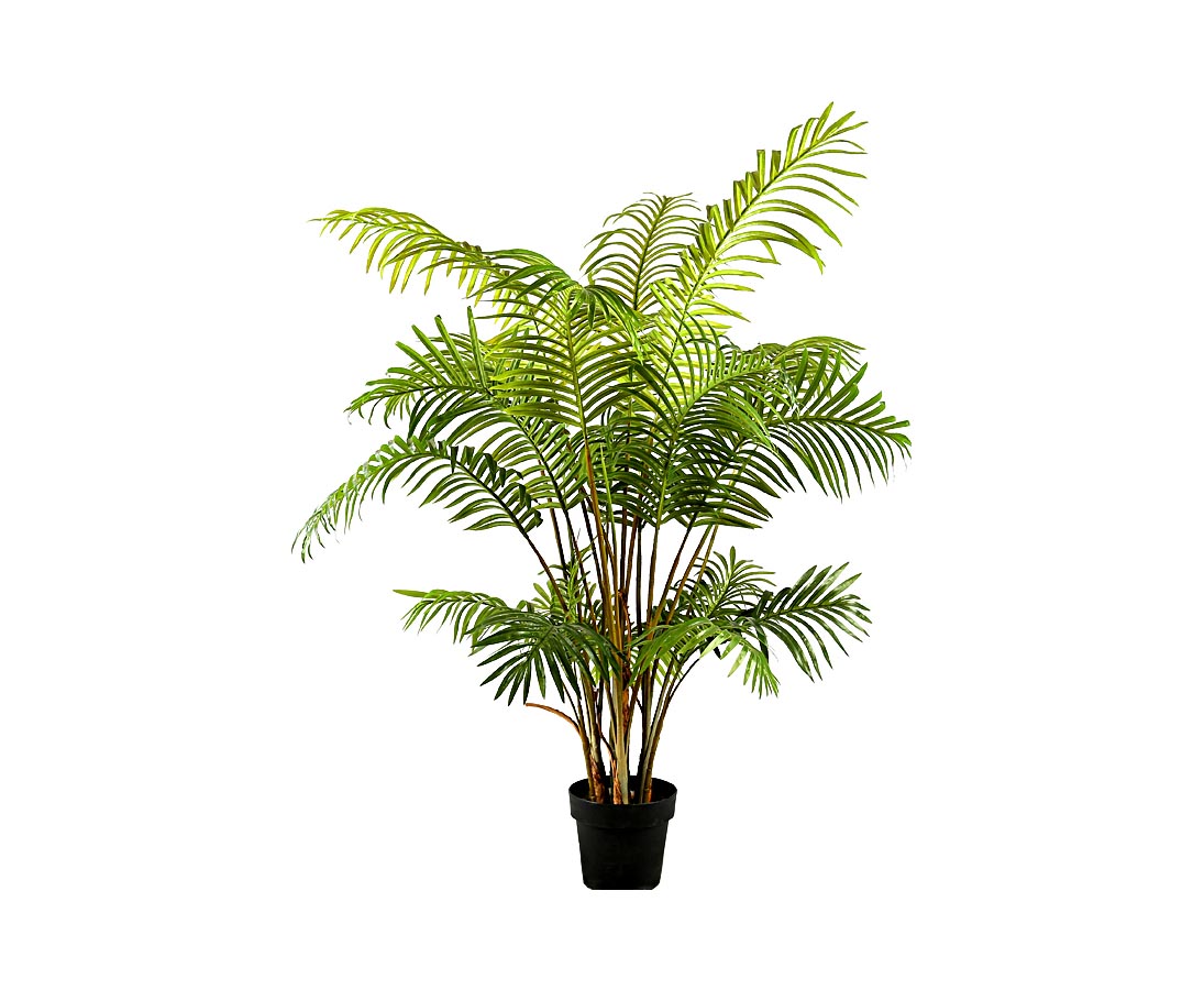 Areca palme 150 cm med 21 palmeblade