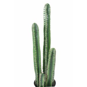 Kaktus barel 135 cm