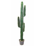 Kaktus 150 cm