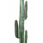 Kaktus 150 cm Mexico