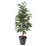 Ficus Alii Bush 190 cm